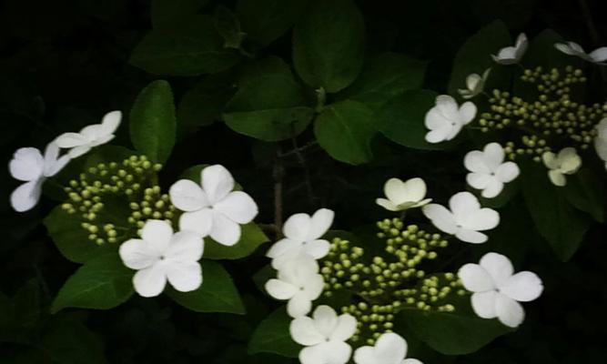 赞美琼花的唯美诗句有哪些？如何用诗句表达对琼花的赞美？