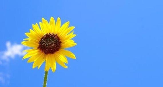 向日葵花语是什么？有哪些经典唯美的短句表达？