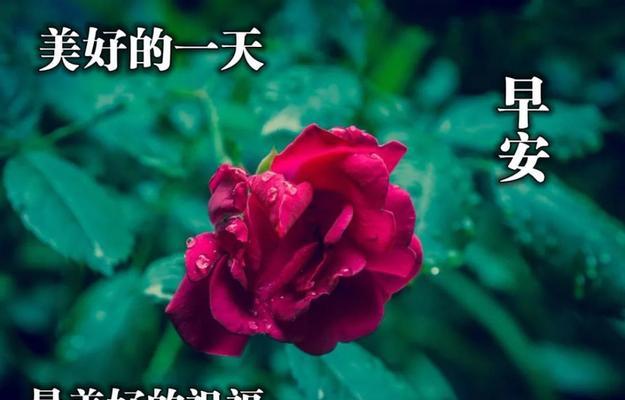 六月祝福唯美句子有哪些？如何用句子表达六月的美好祝福？