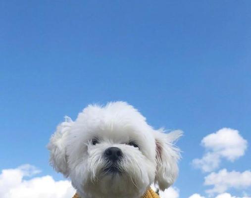 朋友圈晒狗心情说说唯美句子怎么写？有哪些推荐？