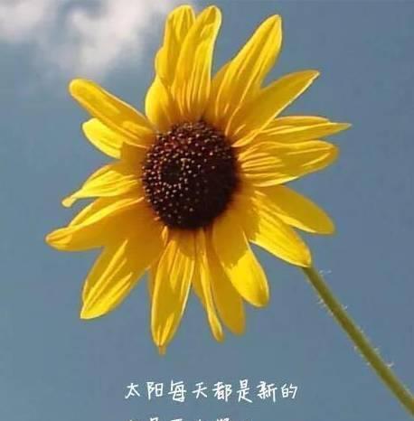 2023年早上发朋友圈的精美句子有哪些？如何选择适合自己的？