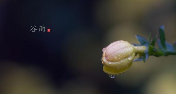 描写谷雨的句子怎么写?（谷雨轻轻落下，万物盎然生长）