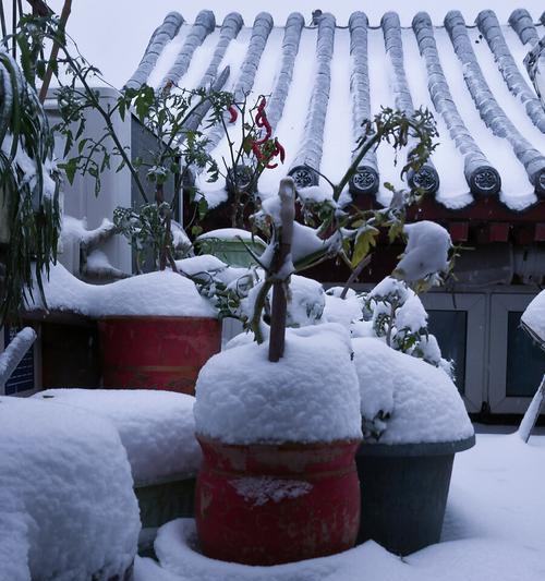 立冬的第一场雨怎么写（立冬的第一场雨佳句2024）