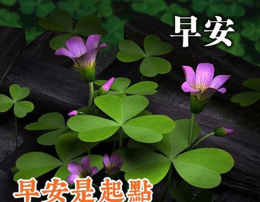 抖音早安句子说说怎么找？（早安句子说说，唤醒生命的美好）