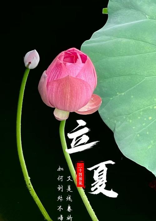谷雨过后立夏未至有哪些经典语录好句？（《立夏前的谷雨绘：岁月静好》）