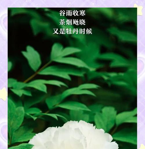 谷雨时节什么花开得最好（谷雨花开，春归何方）