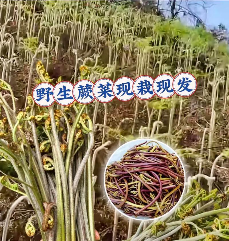 有关清明节摘蕨菜短句的短句怎么写（《春蕨赋：清明时节翠意生》）