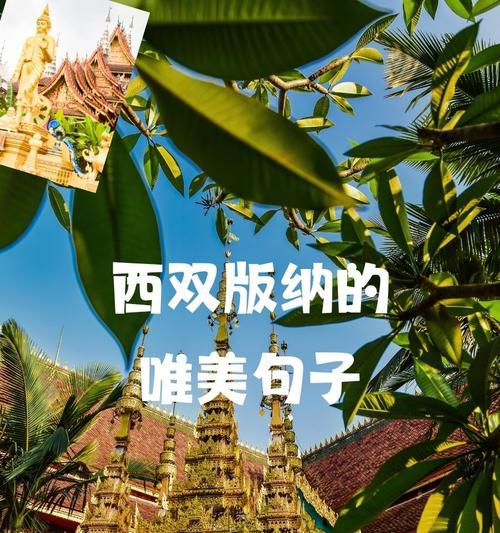 西双版纳原始森林公园沟谷雨林和植物园（《翠谷幽兰：西双版纳雨林颂》）