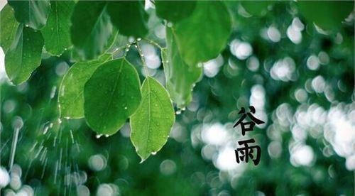 谷雨作文600字怎么写？（《谷雨时节的承诺》）