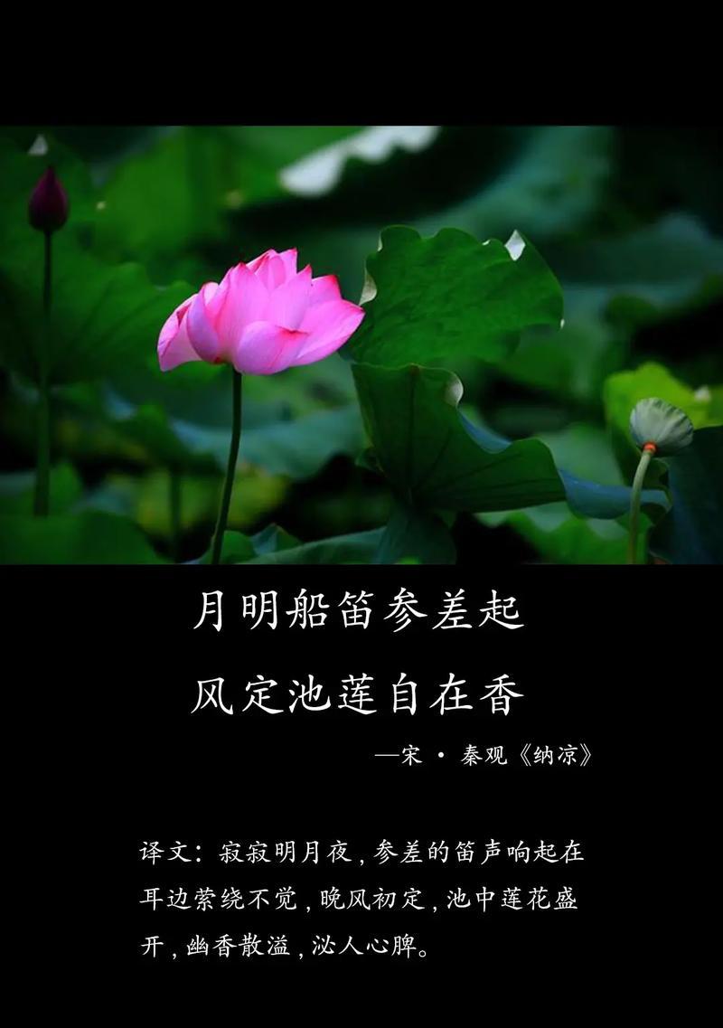雨季荷花的句子（荷风细雨谷雨时，古韵今风共赏）