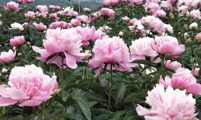 清明节白勺摘抄好句有哪些？（《清风细雨中的别离与缅怀》）
