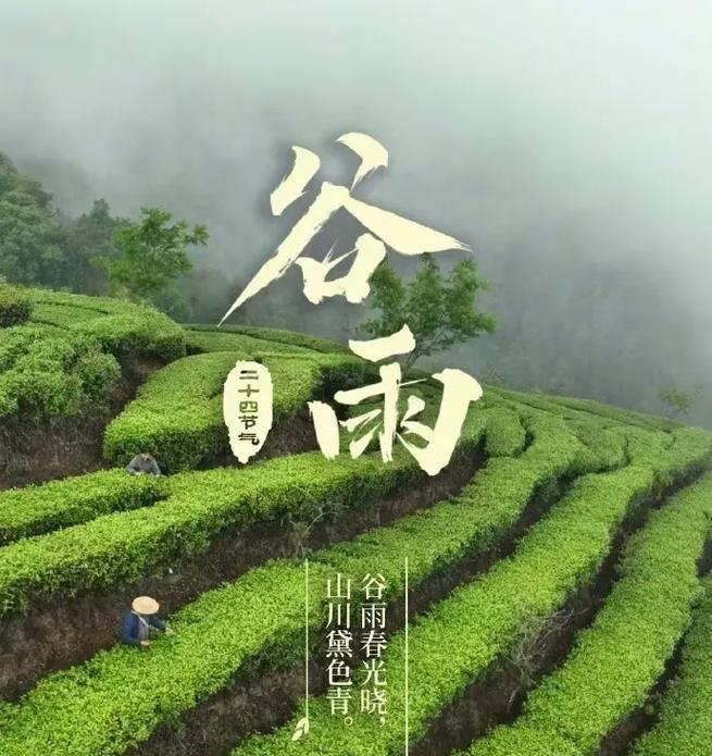 谷雨摘的茶叶有什么功效（《谷雨茶韵，润心沁脾》）