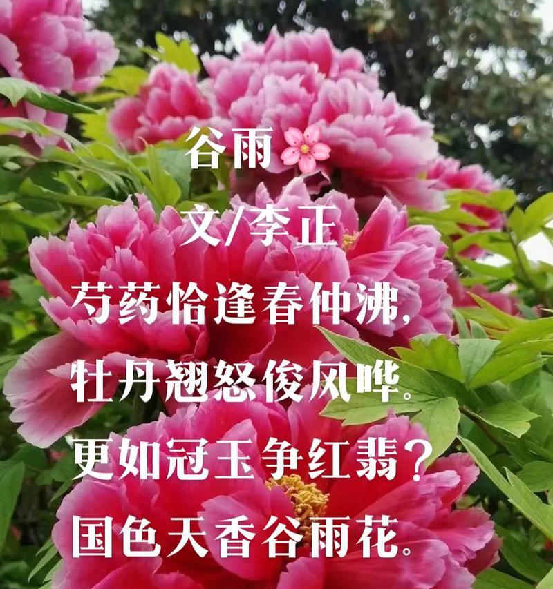 谷雨赏牡丹花（《谷雨润牡丹，花开富贵时》）