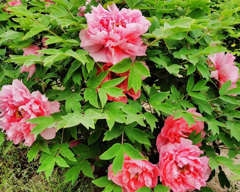 谷雨赏牡丹花（《谷雨润牡丹，花开富贵时》）