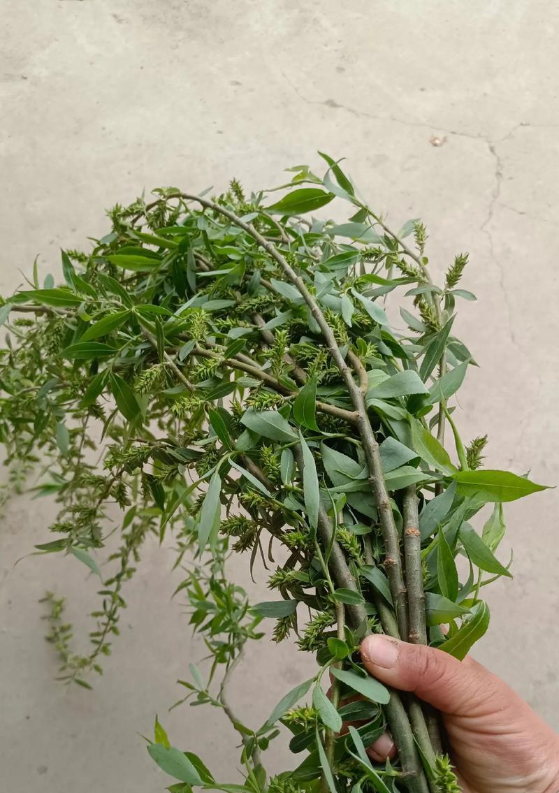 清明插柳枝的寓意（《清明柳絮飘香时，细数时光情绵绵》）