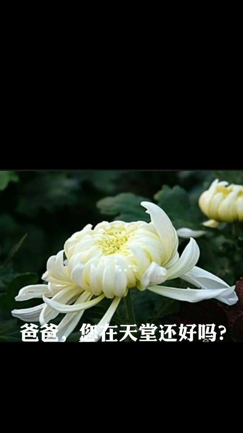 有关清明时节追忆爸爸句子的句子怎么写（《清明忆父：烟雨中的追思》）