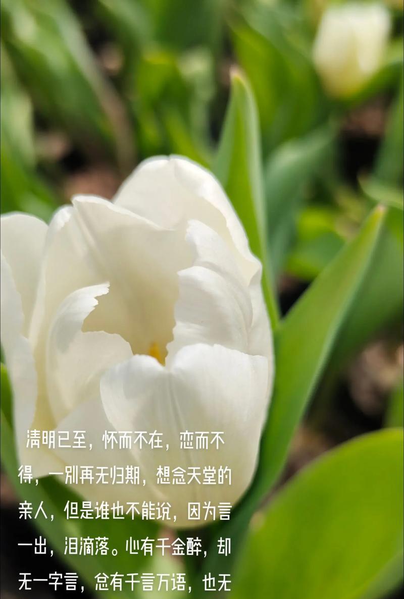 清明寄哀思下一句怎么说（《清风明月寄哀思：清明时节话追忆》）