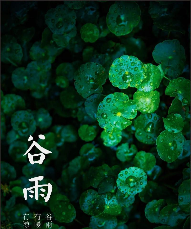 谷雨的感想体会1000字怎么写（《谷雨时节，春意盎然——一壶诗意春梦》）
