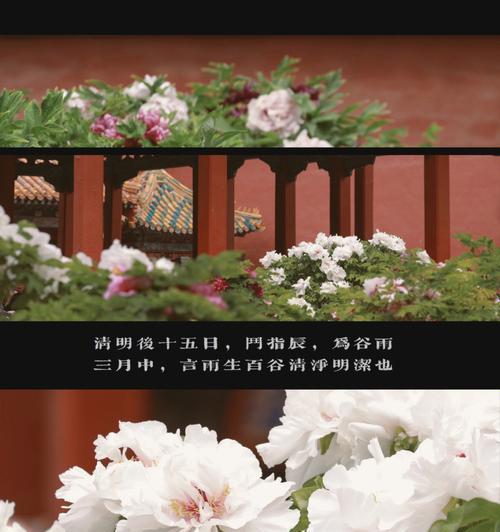 南京谷雨时节的美景有哪些？（《谷雨润金陵）