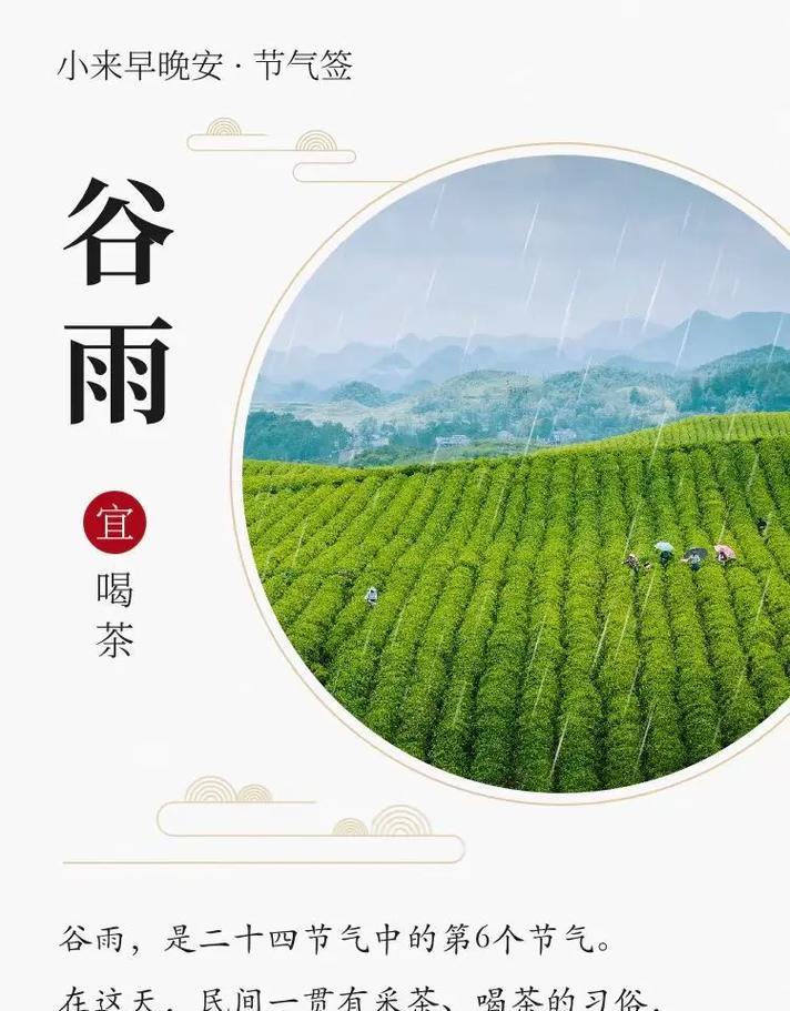 茶思的意思（《谷雨初晴，一叶知春》）
