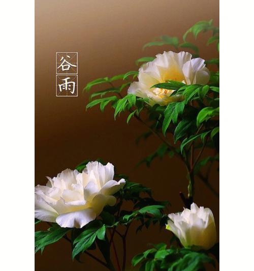 谷雨与牡丹仙子的传说（《谷雨时节，牡丹花开富贵时》）
