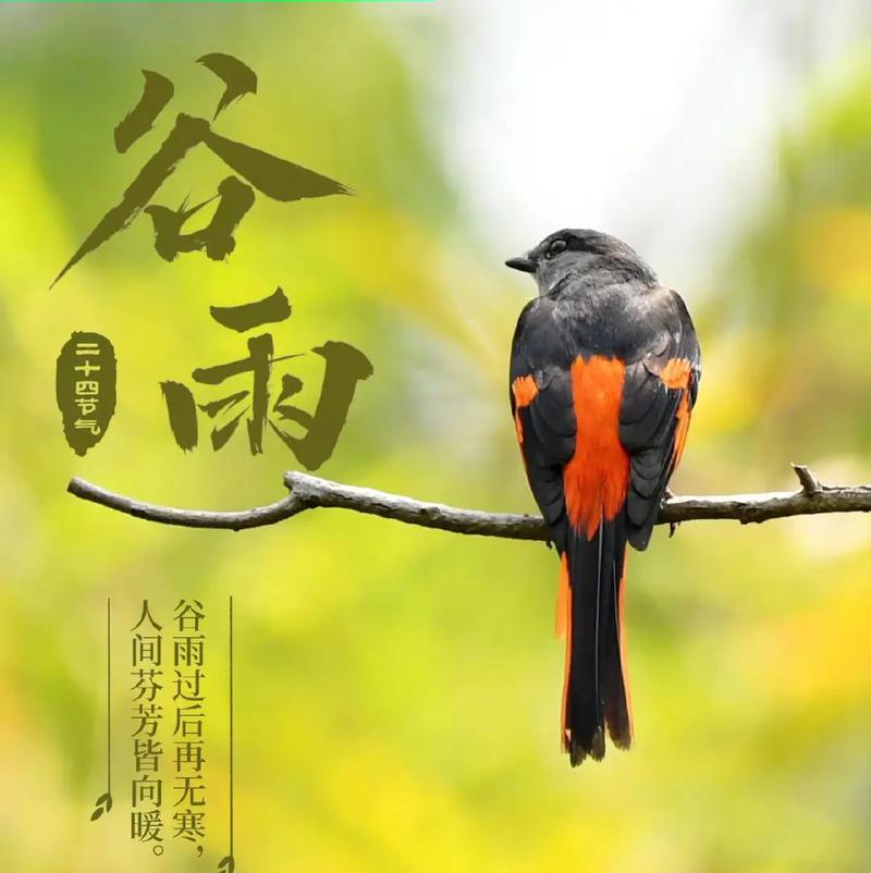 有关美丽的中国谷雨金句的句子怎么写（谷雨润墨，花开千年）