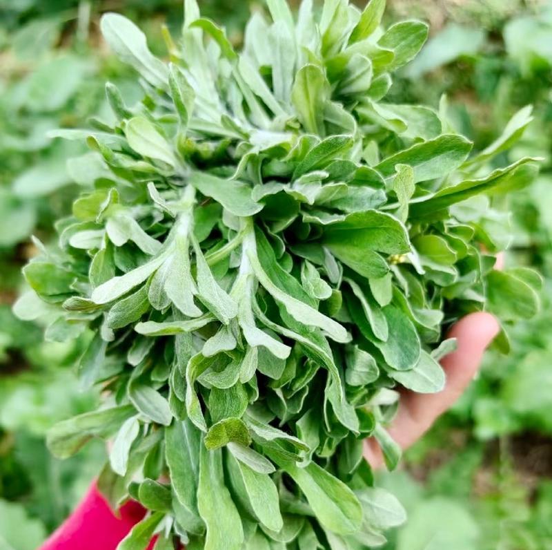 清明植物作文（《春寒料峭）