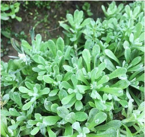 清明植物作文（《春寒料峭）