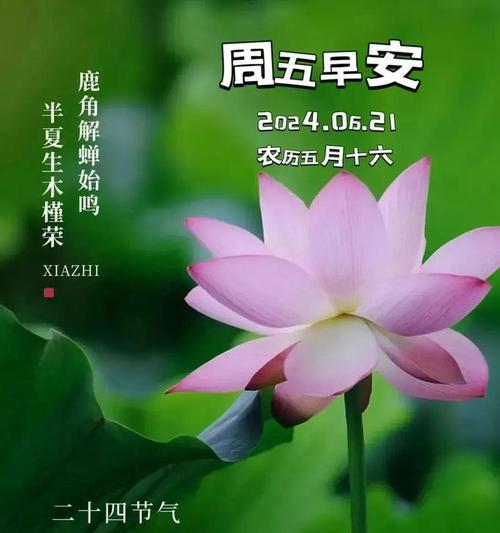 夏至早安的暖心句子好句有哪些？（《夏至晨光初照，诗意暖心》）