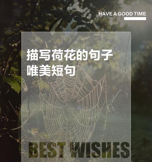 有关形容夏至文案荷花的句子的句子有哪些（《夏至荷韵：翠盖风来，莲香清古》）