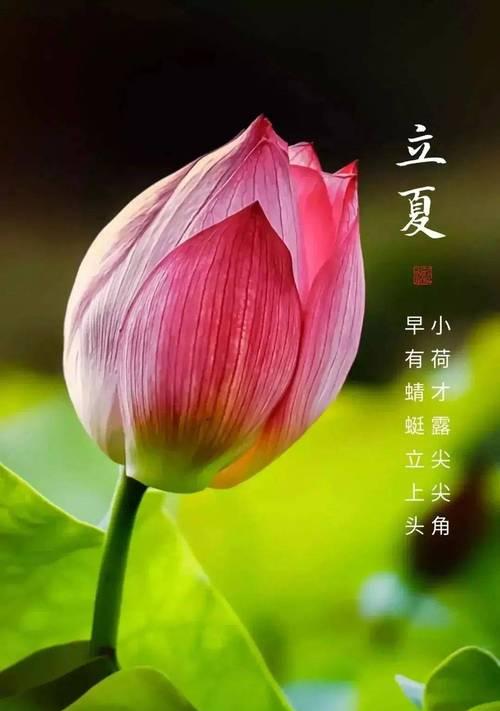立夏冻死人的句子好句？（《立夏寒霜：春去夏来，冰心依旧》）