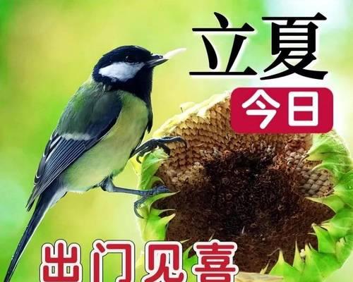 立夏早安的文案短句好句有哪些？（《立夏之序：晨光微熹，万物生长》）