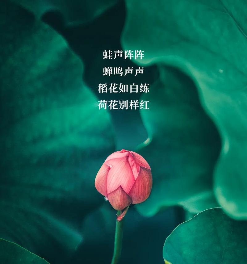 夏至即至的句子好句有哪些？（夏至长歌）