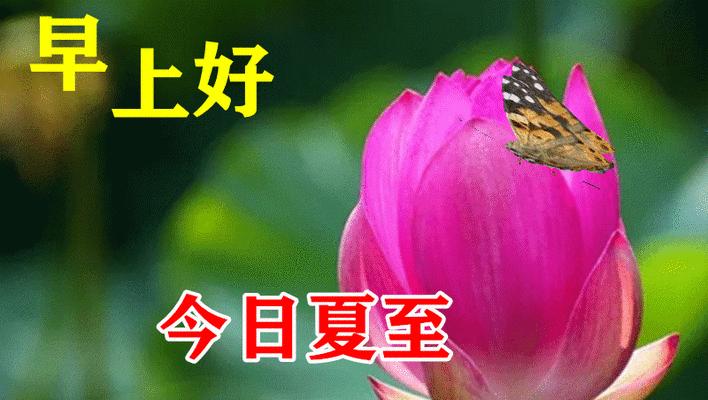 夏至时节问候句子有哪些好句？（《夏至雅言：翠微深处话时序》）
