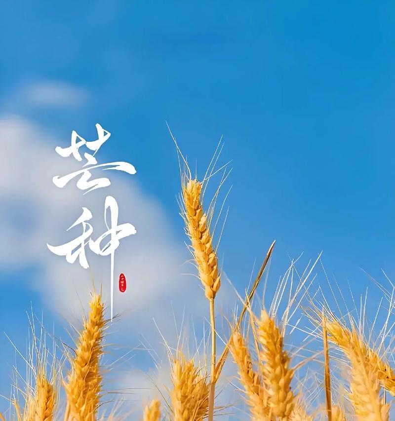 芒种的作文600字（《芒种时节的校园味道》）