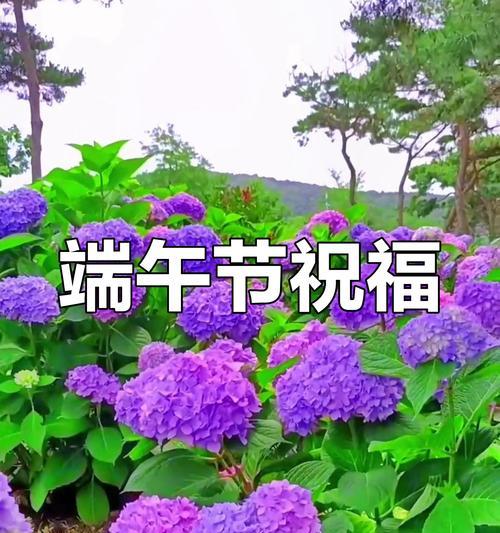端午送鲜花好吗（《粽子飘香）