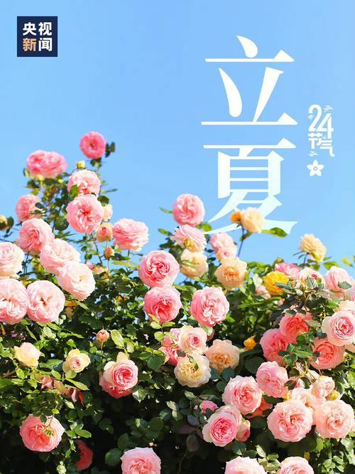 立夏的句子有哪些？（《立夏微语，粉壁生辉》）